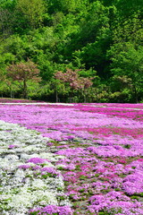 根小屋　花と緑と雪の里 芝桜（新潟県）
