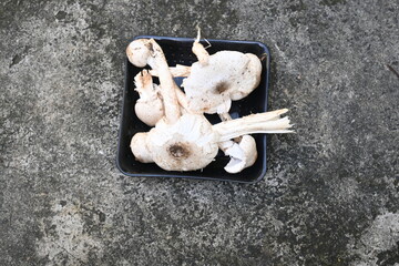 Termitomyces schimperi mushroom. It  is a large mushroom associated with the termite...