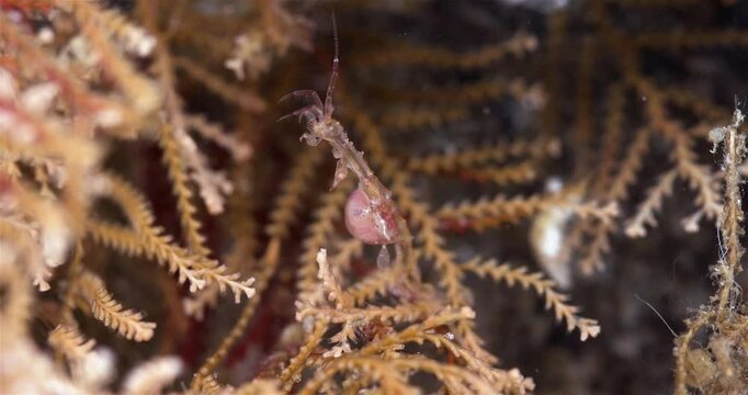Skeleton shrimp Caprella sp. attached to hydrozoa, order Amphipoda. Omnivorous, feeding on diatoms, detritus, protozoans, and crustacean larvae. White sea