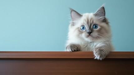 Adorable fluffy kitten with bright blue eyes looking over a wooden ledge.