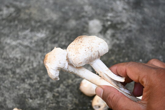 Termitomyces schimperi mushroom. It &nbsp;is a large&nbsp;mushroom&nbsp;associated with the termite species&nbsp;Macrotermes michaelseni. It contains lots of vitamins. It increases the immunity of our body.