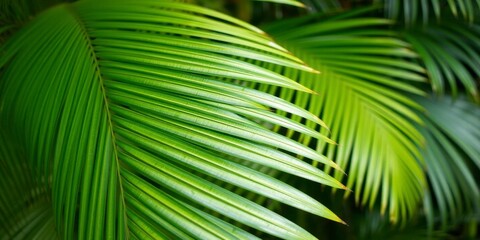 Close-up of a vibrant green palm leaf showcasing its rich textures and natural tropical beauty, tropical, lush, exotic
