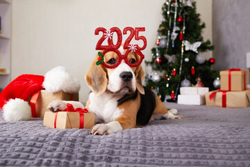 Beagle wearing festive sparkling 2025 glasses relaxes on bed with gifts and Christmas tree in cozy...