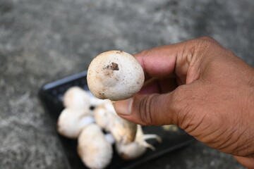 Termitomyces schimperi mushroom. It  is a large mushroom associated with the termite species Macrotermes michaelseni. It contains lots of vitamins. It increases the immunity of our body.