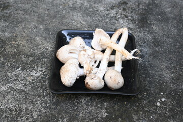 Termitomyces schimperi mushroom. It  is a large mushroom associated with the termite species Macrotermes michaelseni. It contains lots of vitamins. It increases the immunity of our body.