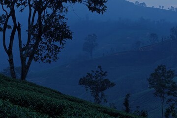 Obraz premium Highland Tea Fields