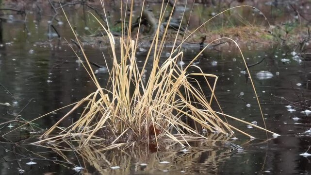 Wertvolles Sumpfgebiet bei Regen, Feuchtgebiet, Moor mit Birken, Riedgras, Binsen und T&uuml;mpeln