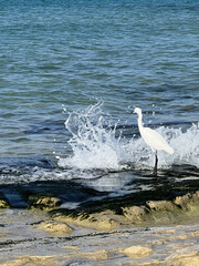 A serene white bird stands elegantly by the shore as waves crash gently around it in a coastal setting