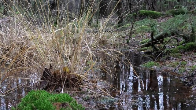 Wertvolles Sumpfgebiet bei Regen, Feuchtgebiet, Moor mit Birken, Riedgras, Binsen und T&uuml;mpeln