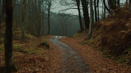 Fototapeta premium Autumnal Forest Path: A Serene Walk Through Nature's Embrace