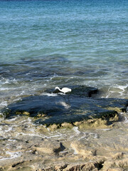 A serene and tranquil coastal view showcasing a bird gracefully perched among the waves crashing on rocky shores