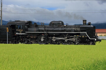 Fototapeta premium 豊作の田園地帯を走る蒸気機関車(C57-180号機_ばんえつ物語号)
