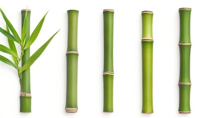 Fototapeta premium A series of bamboo stalks with green leaves on a white background.