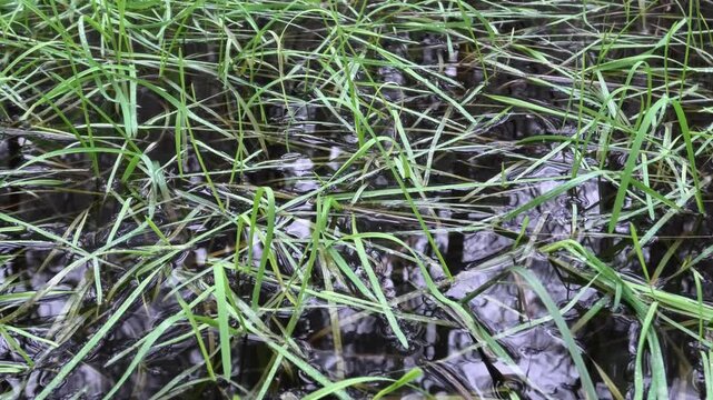 Wertvolles Sumpfgebiet bei Regen, Feuchtgebiet, Moor mit Birken, Riedgras, Binsen und T&uuml;mpeln