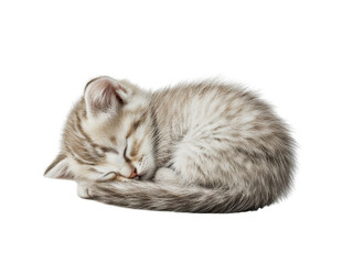 Sleeping Kitten