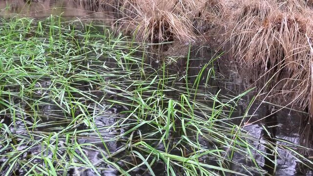 Wertvolles Sumpfgebiet bei Regen, Feuchtgebiet, Moor mit Birken, Riedgras, Binsen und T&uuml;mpeln