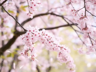 Obraz premium Soft pink sakura petals slowly falling against a blurred background of cherry blossom trees, nature, seasonal