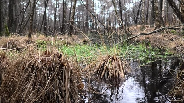 Wertvolles Sumpfgebiet bei Regen, Feuchtgebiet, Moor mit Birken, Riedgras, Binsen und T&uuml;mpeln