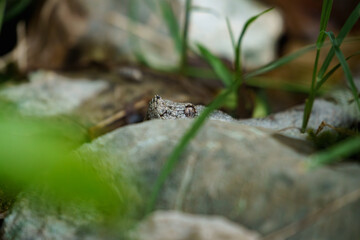horned viper hiding