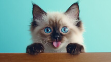Adorable kitten with striking blue eyes and playful expression against a turquoise background.