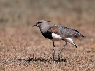 aves quero - quero