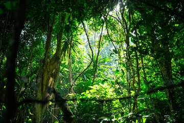 sun rays in the forest