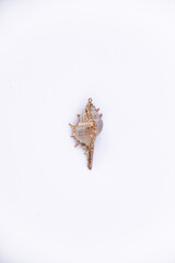 Shells isolated on a white background, types of seashells, isolated beach shells with place to copy and write, summer, beach, sea and holiday backgrounds, brown Scallop shells, top view.