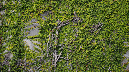 green moss on the wall texture