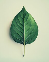 Book Cover Design, Elegant Green Leaf on Light Background