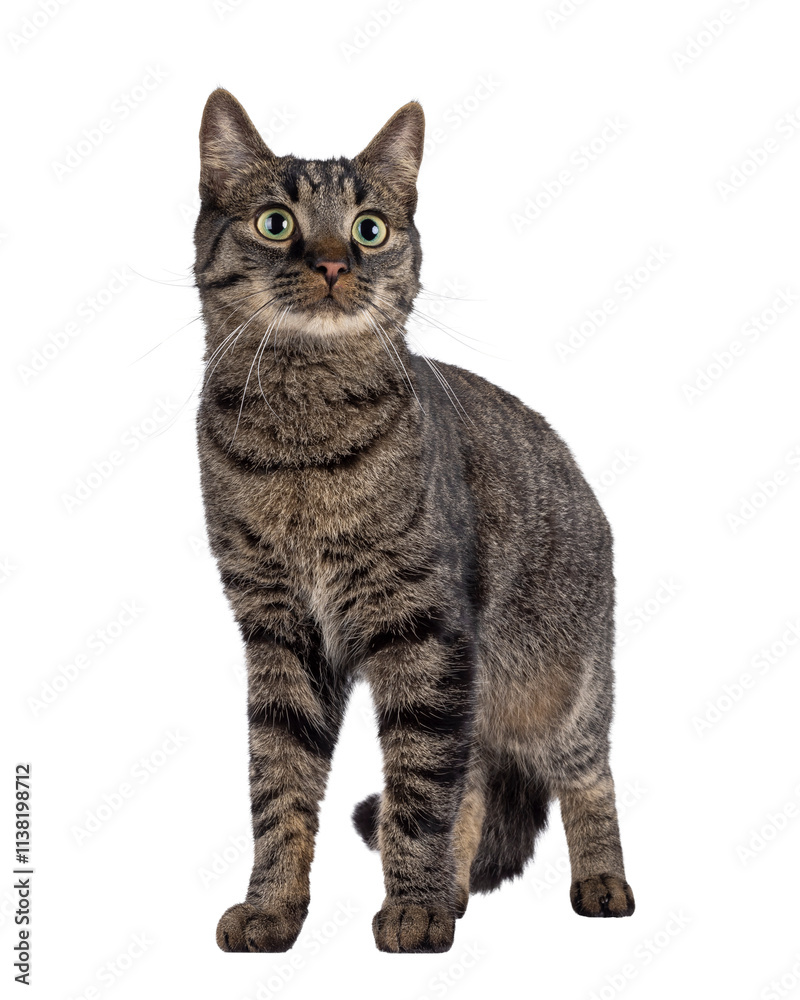 Poster Handsome house cat with tabby pattern, standing facing front. Looking side ways beside camera. Isolated cutout on a transparent background.