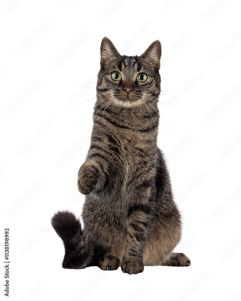 Poster handsome house cat with tabby pattern, sitting up facing front reaching out paw like shaking hands a