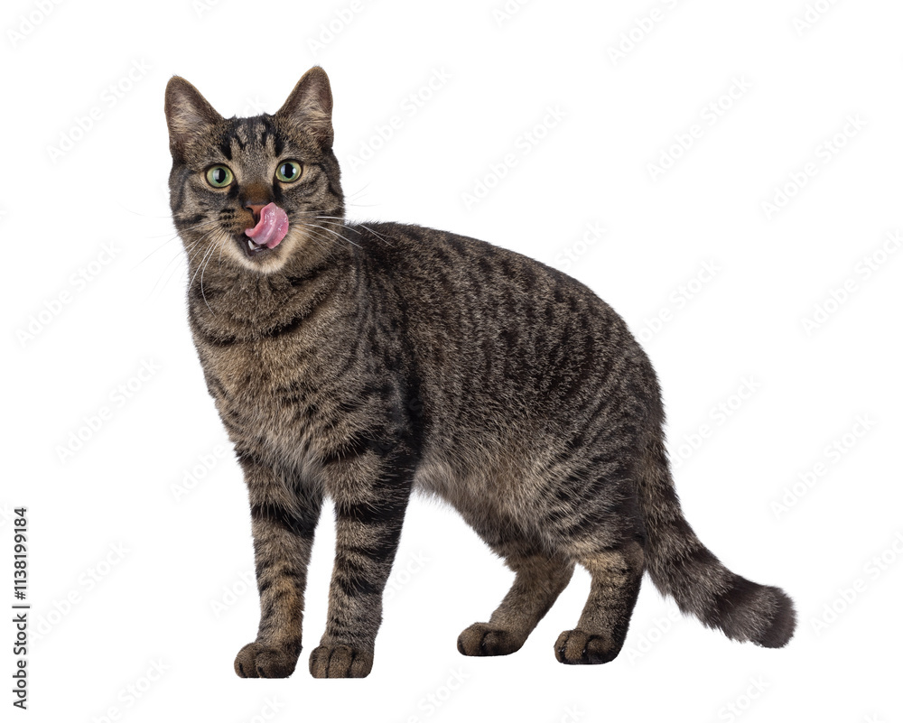 Aufkleber handsome house cat with tabby pattern, standing side ways. pink tongue out licking mouth and nose. l