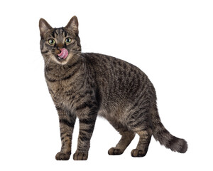 Handsome house cat with tabby pattern, standing side ways. Pink tongue out licking mouth and nose. Looking straight to camera. Isolated cutout on a transparent background.