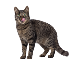 Handsome house cat with tabby pattern, standing side ways. Pink tongue out licking mouth and nose. Looking straight to camera. Isolated cutout on a transparent background.