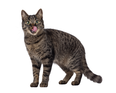 Handsome house cat with tabby pattern, standing side ways. Pink tongue out licking mouth and nose. Looking straight to camera. Isolated cutout on a transparent background.