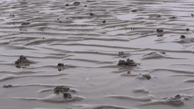 Wattwurmh&auml;ufchen im Wattenmeer, Nordsee, Arenicola marina, Meeresboden