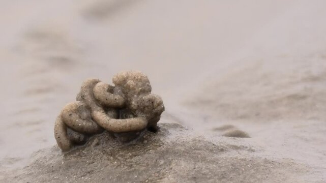 Wattwurmh&auml;ufchen im Wattenmeer, Nordsee, Arenicola marina, Meeresboden