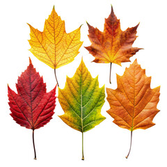 Obraz premium autumn leaves isolated on white