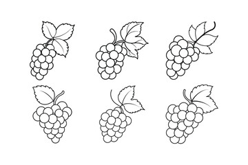 grape fruits line art vector illustration