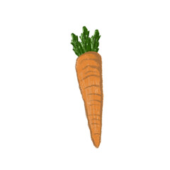 carrots vegetable doodle draw by pencil color brush