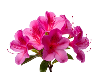Azalea blooming on white background