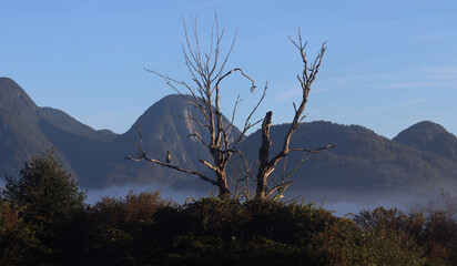 Fototapeta premium Lonely dry tree in the sunset sunrays