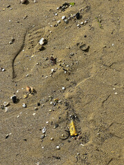 A detailed close up view of a sandy surface showing footprints in it