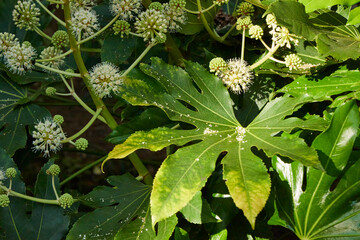 遊歩道の植物 葉っぱ