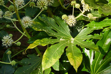 遊歩道の植物 葉っぱ