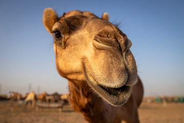 dromedar saying hello