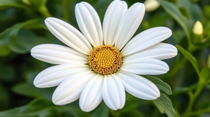 Obraz premium Close-up of a beautiful white daisy flower with a yellow center, thriving in a lush green garden, capturing the essence of nature's beauty and tranquility