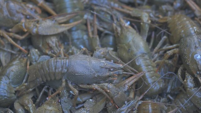 Live crayfish in a basket. A crayfish with claws crawls over a basket of crayfish. Selective focus