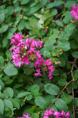 ピンク色の百日紅の花