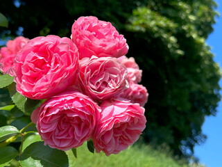 Bunch of pink roses in summer garden.